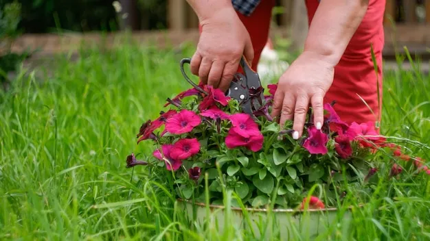 cómo podar clavellinas para promover un crecimiento saludable y flores abundantes