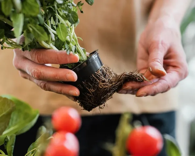 como podar el arbol de tomate