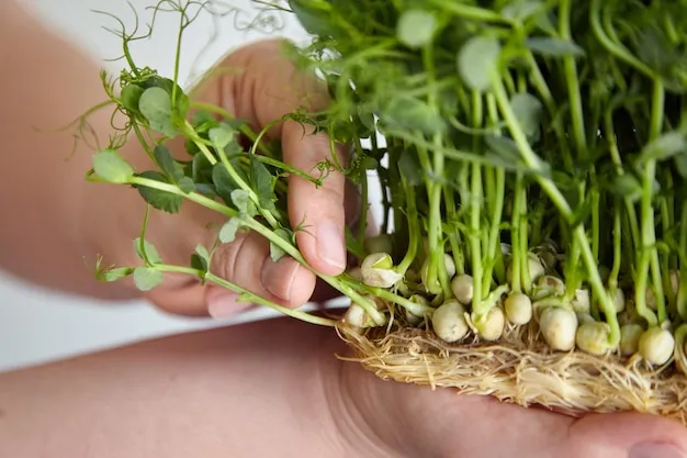 cómo podar la citronela para un crecimiento saludable