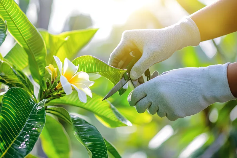 como podar plumeria