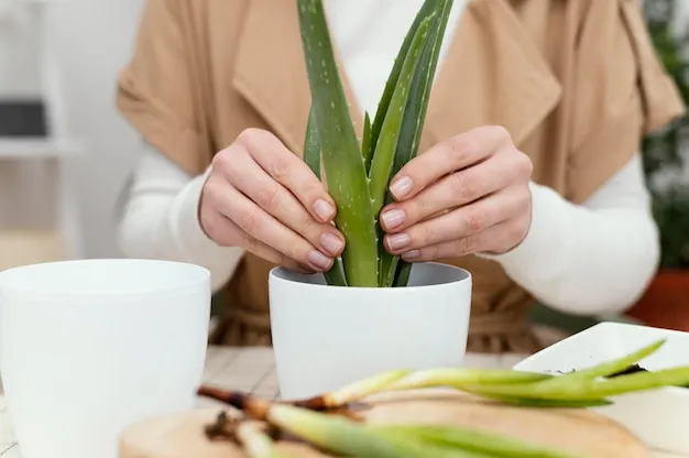 como podar un aloe vera