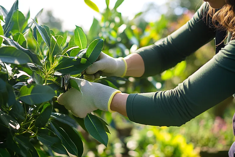 cómo podar un laurel correctamente para fomentar su crecimiento