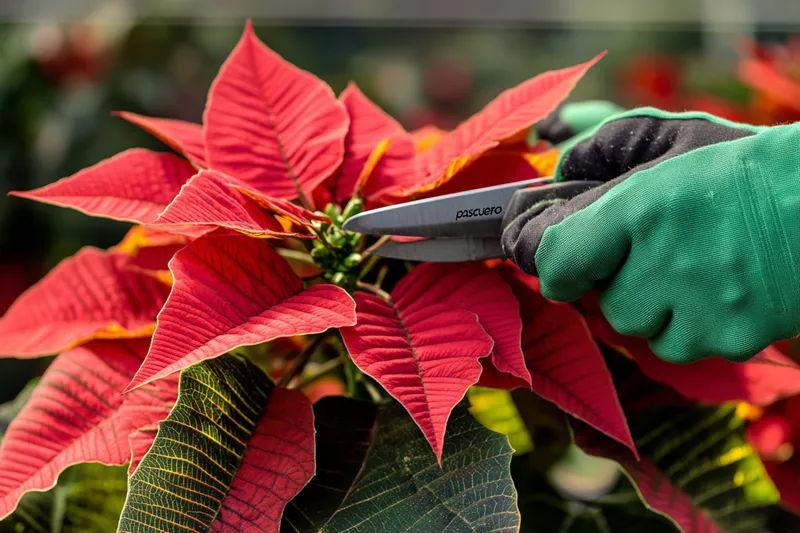 cómo podar un pascuero correctamente para revitalizar su crecimiento