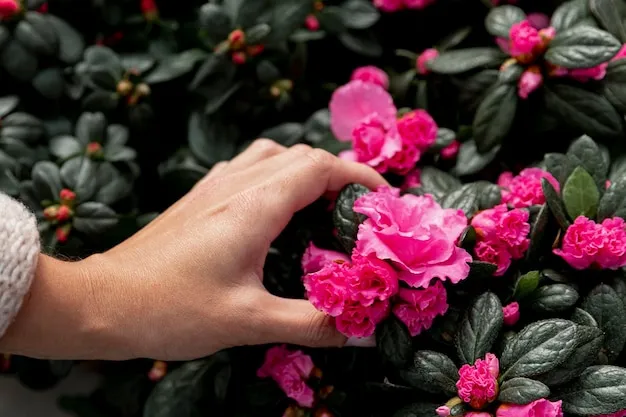 como y cuando podar un hibisco